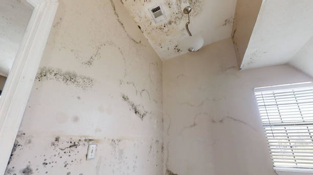 Trusted Meridian Village, CO Mold Removal Experts