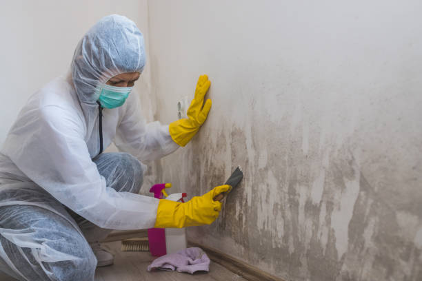 Best Basement Mold Removal  in Meridian Village, CO