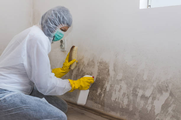Best Mold Damage Restoration  in Meridian Village, CO