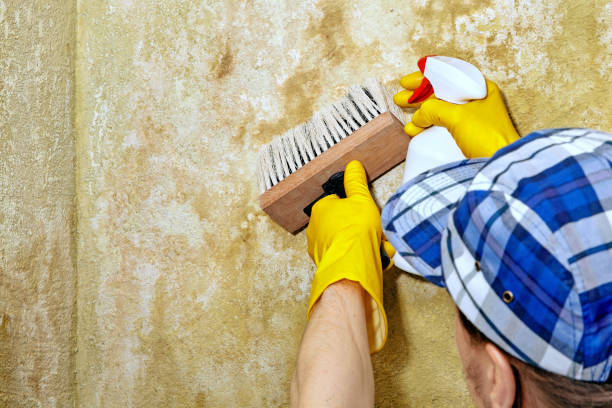 Best Mold Remediation for Vacation Homes  in Meridian Village, CO