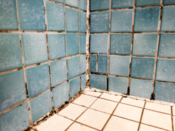 Best Attic Mold Removal  in Meridian Village, CO