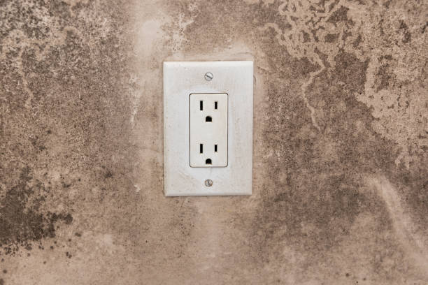 Best Real Estate Mold Inspection  in Meridian Village, CO