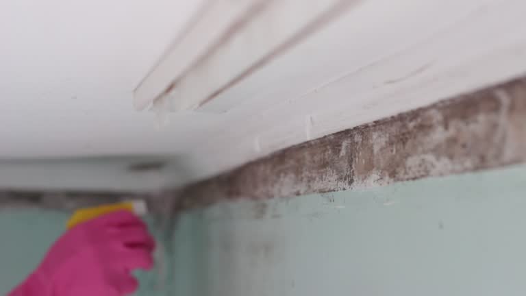 Mold Remediation for Vacation Homes in Meridian Village, CO